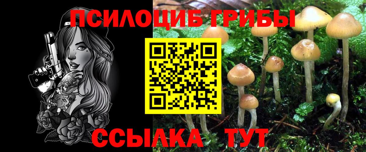 Галлюциногенные грибы Psilocybe Кимовск
